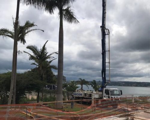 palMEIRA SENDO TRANSPLANTADA